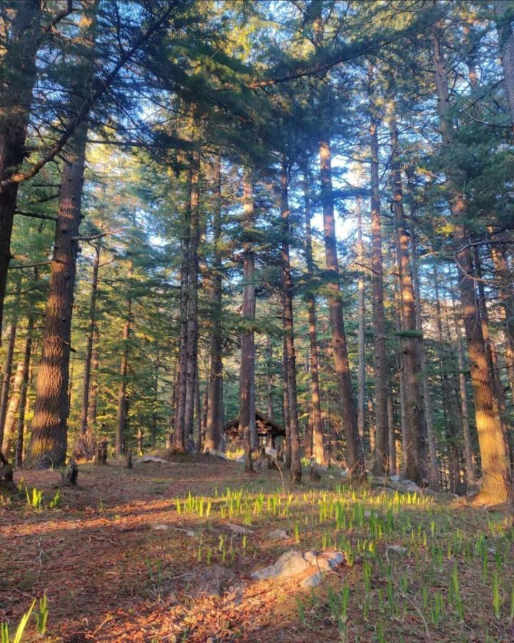 Deep In Woods Villa Jibhi Eksteriør billede